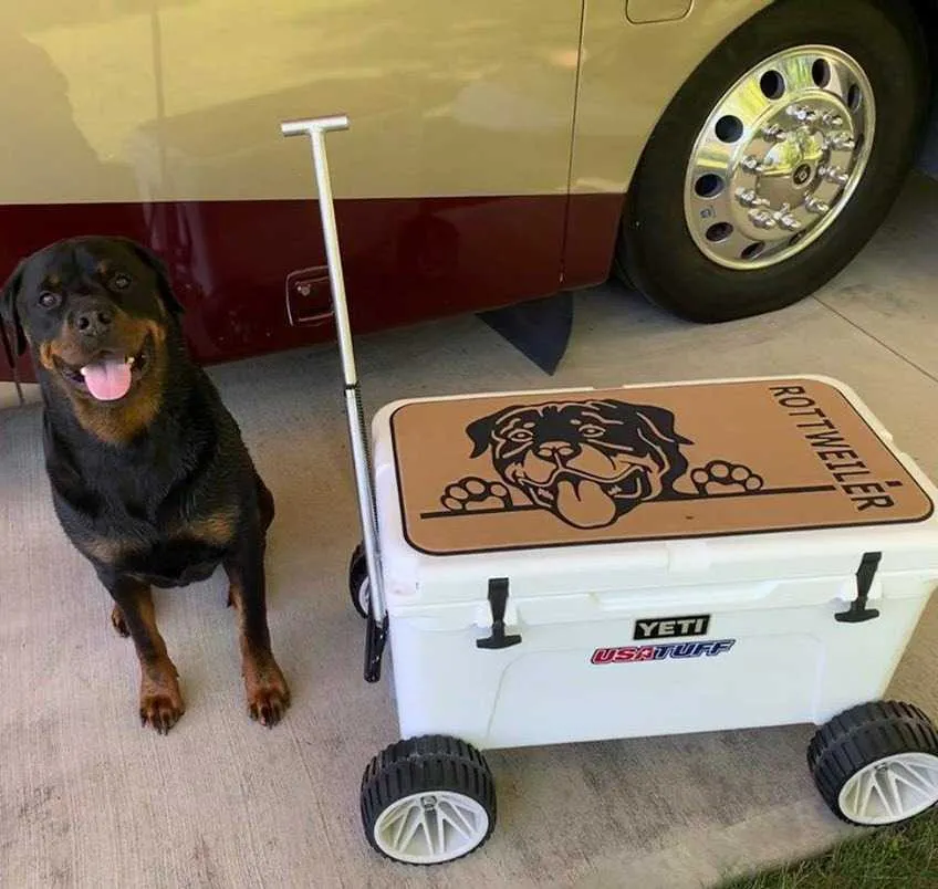 Dachshund - SC/DG